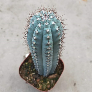 00同款货源mr_jiongjiong淘宝鸡腿柱仙人球仙人掌蓝色稀有仙人柱