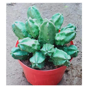 桃太郎仙人球 无刺不扎手 开花美观 易养 精美桌面植物盆栽