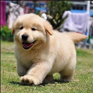 高端纯种活体金毛幼犬宠物cku认证小狗家庭中型犬双血统大骨架