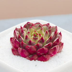 美妮王妃 多肉植物网红同款 办公室绿植桌面盆栽