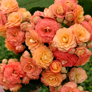 婉婉的花园长寿花盆栽重瓣大花苗带花苞进口稀有新品种赫丽橙巴黎