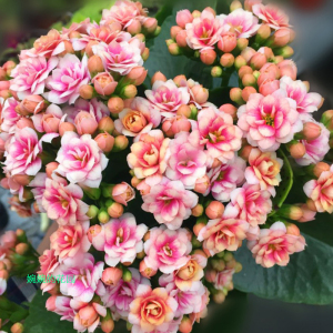 婉婉的花园长寿花盆栽重瓣花苗带花苞进口稀有新品种锦缎孔雀