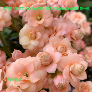 婉婉的花园长寿花盆栽重瓣大花苗带花苞进口稀有新品种美人鱼