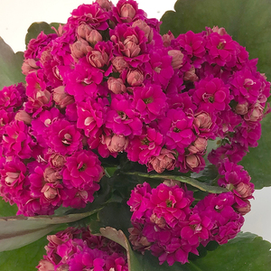 tb7193385034淘宝长寿花金狐狸重瓣大花水晶紫绿巴黎柏丽带花苞鲜花