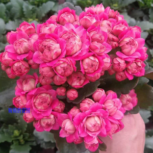 婉婉的花园长寿花盆栽重瓣大花巴黎带花苞进口稀有新品种唐卡吉他