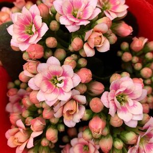 稀有长寿花锦缎孔雀 成品苗带花苞四季开花长寿花盆栽