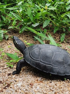 广东省韶关纯种黑颈龟2020年龟苗家养水族杂食镇宅长寿招财和富贵
