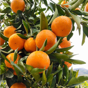 正宗台湾85-1巨型椪柑苗无核椪柑嫁接芦柑桔子树苗当年结果早晚熟