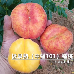 嫁接中蟠101油蟠桃树苗6月中旬成熟极早熟特大蟠桃苗当年结果