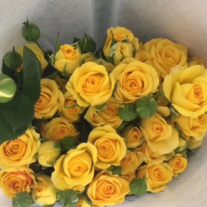 梦幻泡泡玫瑰鲜花