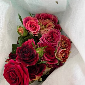 紫罗兰多头泡泡稀有玫瑰云南昆明鲜花水养送人送礼物自家养护花朵