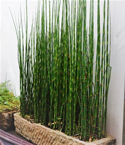 tb549876007淘宝专杀节节草农药笔管草专用药除草剂二甲草甘膦果园