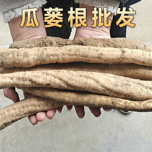 瓜蒌根天花粉茎叶新鲜栝楼根栝蒌花粉楼瓜蒌现挖现卖易种易管理