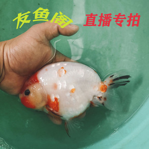 【五花兰寿鱼】五花兰寿鱼品牌,价格 - 阿里巴巴