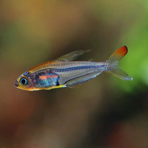 七彩水晶旗灯鱼