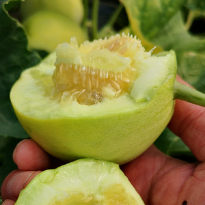 正宗马连庄甜瓜山东青岛莱西新鲜当季水果小香瓜甜宝蜜瓜5斤整箱