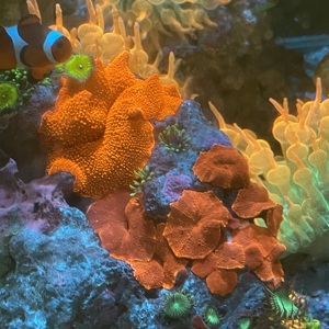 菇珊瑚lps 金属荧光红菇 绿菇印尼菇泡泡菇yuma菇毛菇