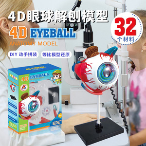 人体眼球模型diy眼睛结构造眼部放大成像解剖3d模型仿真医学玩具