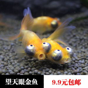 金鱼朝天龙冷水鱼观赏金鱼招财鱼冷水鱼包活金鱼活体精品红望天.