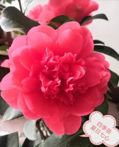 四季茶花夏日七心夏梦小璇夏梦文清