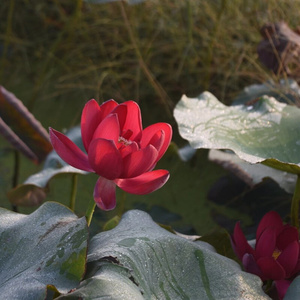 90健鹏大药房旗舰店天猫通化万通 强力脑心康胶囊20粒n改善血液循环