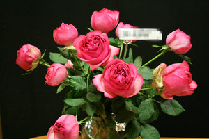 伊芙梦幻华尔兹 伊芙华尔兹之舞浓香抗病勤花月季花苗