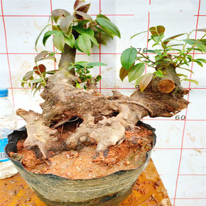 乌饭树桩盆景南烛盆栽野蓝莓阳台室内庭院四季常青观花观果防辐射