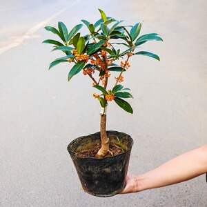 桂花树苗盆栽室内四季开花植物浓香型嫁接金桂丹桂沉香桂带土易活