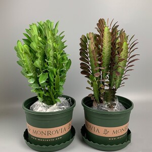 巴西龙骨盆栽多肉仙人掌植物办公室桌面植物防辐射吸甲醛玉麒麟