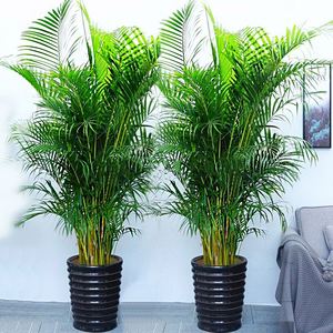 散尾葵盆栽室内客厅凤尾竹大型绿植夏威夷盆景富贵椰袖珍椰子花卉