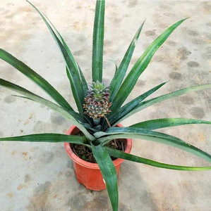 四季菠萝树苗地菠萝苗金钻凤梨苗种苗南方北方阳台盆栽果树苗包邮