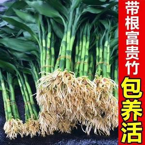 带根富贵竹花水养客厅水培土养富贵竹粗竹绿植转运竹净化空气好养