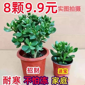 玉树盆栽《8颗9.9》花卉盆栽耐寒多肉植物老桩盆景苗室内燕子掌