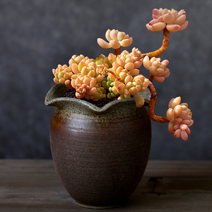 陶约素烧多肉花盆陶瓷粗陶透气复古老桩肉肉盆创意组合高盆栽