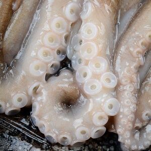 【6斤大爆头八爪鱼】章鱼鲜活海鲜鲜活水产生鲜长腿章一斤1-3条