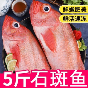 00小小猪琳b淘宝南海海钓石斑野生六带石斑鱼土黄丁斑土斑鱼每条1-2