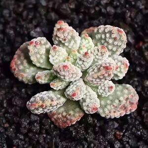 火星兔子多肉花植物办公桌面绿植花卉组合室内迷你盆栽新手好养活