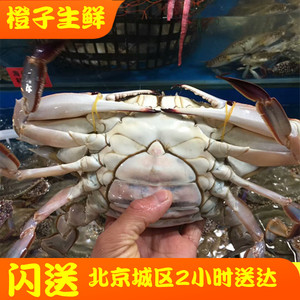 3-9两/只北京闪送鲜活梭子蟹海蟹沙母蟹红膏蟹海鲜满黄满肉 飞蟹