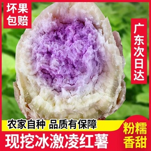 广东一点红红薯农家自种地瓜板栗薯紫薯新鲜现挖冰淇淋番薯紫心薯