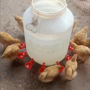 鸡鸭鹅自动水碗饮水器养鸡养殖设备喂鸽子水碗鸟饮水器鹌鹑鸡水槽