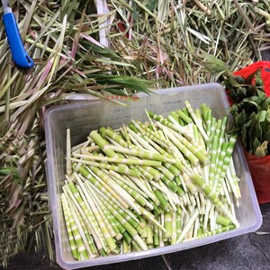 苦笋新鲜现挖去壳苦笋客家特产野生农家清水小竹笋现挖非福建四川