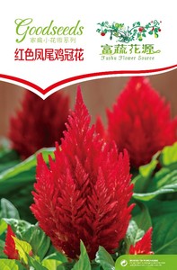 红色凤尾鸡冠花种子 红鸡冠花 盆栽花卉