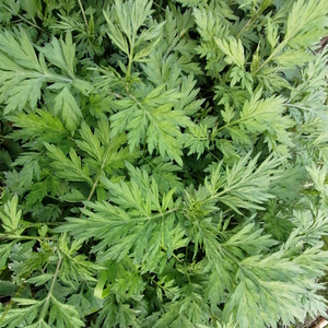 野生白蒿新鲜蒿菜食用蒿子重庆野菜艾蒿蔬菜茵陈社饭青团两斤包邮