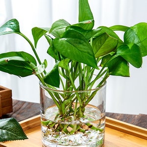 水培花盆加厚玻璃透明正方形缸桌面摆件花器水养植物大号花瓶