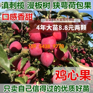 新品种小苹果树苗锦绣海棠苗鸡心果树苗嫁接苗南北方种植当年结果
