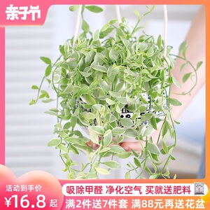 金边翡翠吊兰盆栽垂吊植物室内除甲醛花卉绿植长青常春藤净化空气