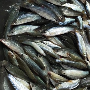 淡水鲜麦穗鱼小河鱼小鱼麻古笼子小杂鱼新鲜先杀