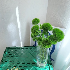 夏天小清新绿毛球绿石竹水养鲜花配草配花期长家庭办公室全国包邮