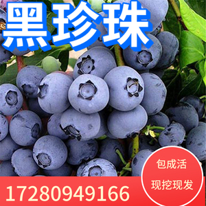黑珍珠蓝莓苗蓝莓树苗南北方种植盆栽地栽阳台庭院果树苗当年结果