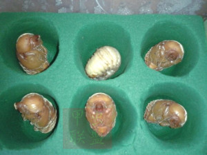 纺织,皮革 天然纺织原料 蚕茧,蚕丝 独角仙蛹